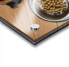 Apologetic Brown Yorkshire Terrier Puppy With Messy Bowl Acrylic print