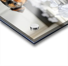 Guilty Yorkshire Terrier Puppy Surrounded By Shredded Tissue Acrylic print