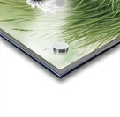 Blue Merle Australian Shepherd Puppy Searches Through Tall Grass Acrylic print