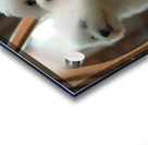 Thoughtful Bichon Frise Puppy Contemplates Its Mirror Reflection Acrylic print