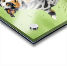 Blue Merle Australian Shepherd Puppies Playing Together Acrylic print