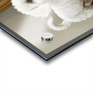 Playful White Bichon Frise Puppy Invites Mirror Reflection To Play Acrylic print