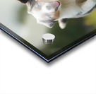 Blue Merle Australian Shepherd Puppies Playing Together In Tall Grass Acrylic print