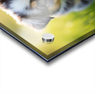 Blue Merle Australian Shepherd Puppy Ready To Play Hide And Seek Acrylic print