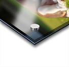 Beagle Puppy Peacefully Sleeping In Sunny Garden Acrylic print