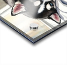Sleepy Siberian Husky Puppy Napping In Sunbeam Acrylic print