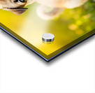 Pug Puppy Successfully Completes Stay Command Acrylic print