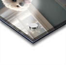 Hopeful Bichon Frise Puppy Waiting For Treats Acrylic print