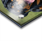 Exhausted Rottweiler Puppy Rests After Fun Playtime Acrylic print