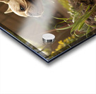 French Bulldog Puppy Discovers Muddy Garden Adventure Acrylic print