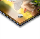 Tired Pembroke Welsh Corgi Puppy Resting After Playing With Siblings Acrylic print