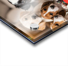 Border Collie Puppy Discovers Exciting Toy Box Acrylic print