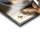 Drowsy German Shepherd Puppy Resting After Eating Acrylic print