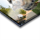 Australian Shepherd Puppy Gets The Zoomies In Backyard Acrylic print