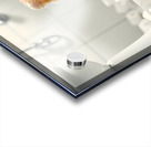 Pomeranian Puppy Discovers Toilet Paper Roll Acrylic print