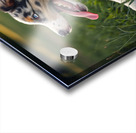 Tired Australian Shepherd Puppy Rests After Zoomies Acrylic print