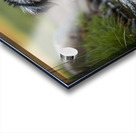 Australian Shepherd Puppy Emerges From Pond Water Acrylic print