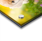 Golden Puppy Discovers The Perfect Stretch Position Acrylic print