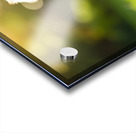 Proud Puppy Successfully Stands After Sploot Adventure Acrylic print