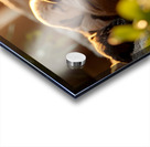 Pug Puppy Dreams In Sunny Spot Acrylic print