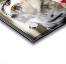 Australian Shepherd Puppy Discovers The Garden Bed Acrylic print