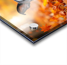 Boston Terrier Puppy Discovers Autumn Leaf Pile Acrylic print