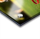 Pomeranian Puppy Discovers New Red Leash Acrylic print