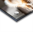 Pomeranian Puppy Discovers The Perfect Sploot Position Acrylic print