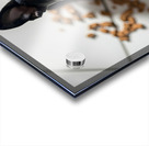 Guilty Boston Terrier Puppy After Making Mess Acrylic print