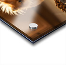 Excited Pomeranian Puppy Celebrates Full Food Bowl Acrylic print