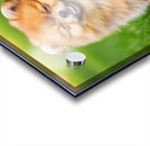 Happy Pomeranian Puppy After Discovering New Scent Acrylic print