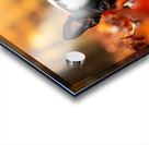 Sleepy Boston Terrier Puppy Rests In Autumn Leaves Acrylic print