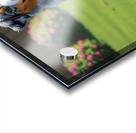 Australian Shepherd Puppy Successfully Retrieves Ball Acrylic print