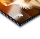 Pomeranian Puppy Waits By Empty Food Bowl Acrylic print