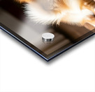 Pomeranian Puppy Returns To Beloved Sploot Position Acrylic print