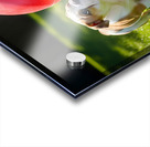 Bulldog Puppy Discovers Giant Red Ball Acrylic print