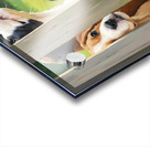 Cane Corso Puppy Discovers World Beyond The Fence Acrylic print