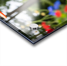 Boston Terrier Puppy Ready To Leap For Frisbee Acrylic print