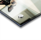 Boston Terrier Puppy Discovers Dinner Time Acrylic print