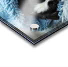 Border Collie Puppy Dreams Under Soft Blanket Acrylic print