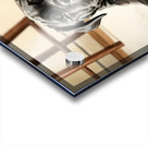 Cane Corso Puppy Stretches After Peaceful Nap Acrylic print