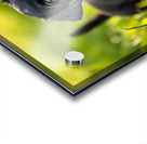 Little Cane Corso Puppy Ready To Learn New Trick Acrylic print