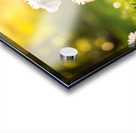 Proud Bichon Puppy Celebrates Successful Stay Training Acrylic print