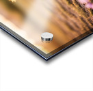 Muddy Chihuahua Puppy After Playtime Acrylic print