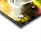 Bichon Puppy Begins Stay Training In Garden Acrylic print