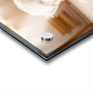 Tired Bichon Frise Puppy Rests After Zoomies Fun Acrylic print