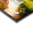 Bichon Frise Puppy And Cat Walk Together As Friends Acrylic print