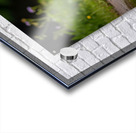 Chihuahua Puppy Discovers Muddy Puddle Acrylic print