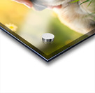 Sleepy Pug Puppy Rests After Perfect Ear Scratches Acrylic print