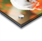 Tired Bichon Frise Puppies Resting After Playing In The Garden Acrylic print